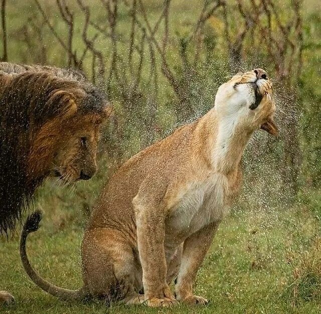 Лев обиделся. Львица обиделась. Львица обиделась на Льва. Лев сердится.