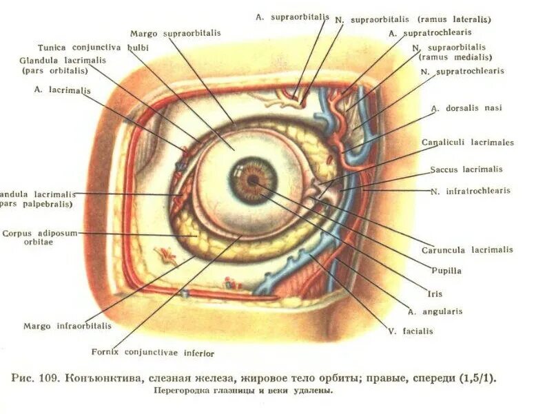 1 строение глазницы