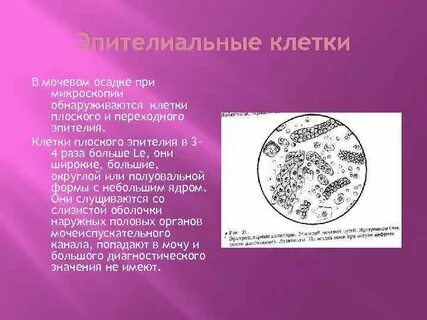 Ядро клетки плоского эпителия