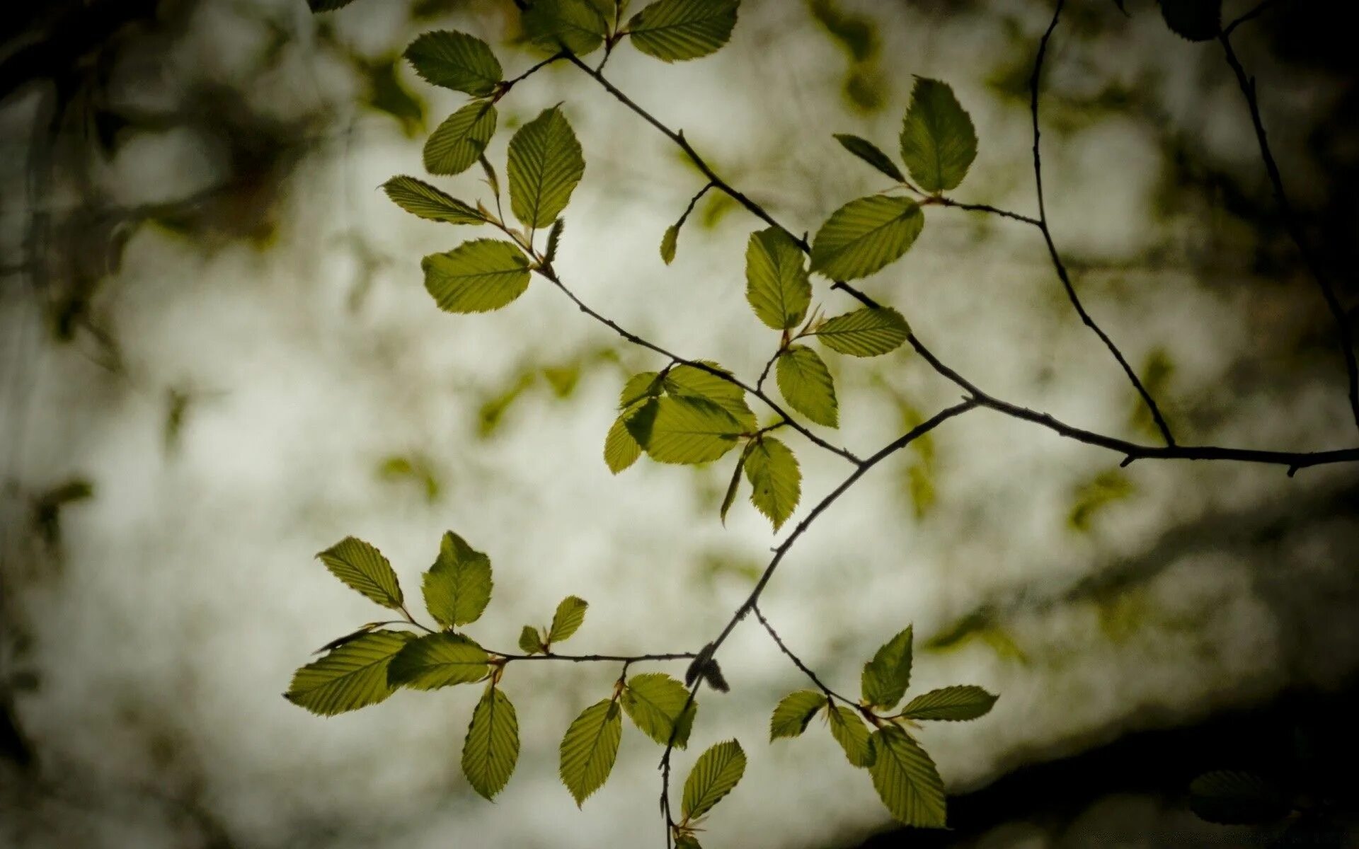 Leaves on the back. Веточка дерева. Ветка с листьями. Ветви деревьев. Ветка дерева с листьями.