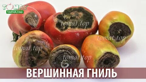 Как лечить вершинную гниль