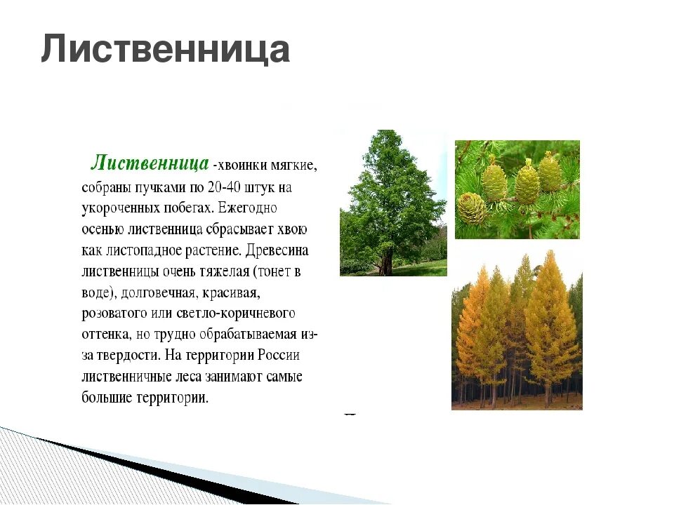 Сколько хвойных. Лиственница Сибирская лиственница европейская отличия. Лиственница дерево описание. Продолжительность жизни хвоинок у лиственницы. Лиственница Размеры дерева.