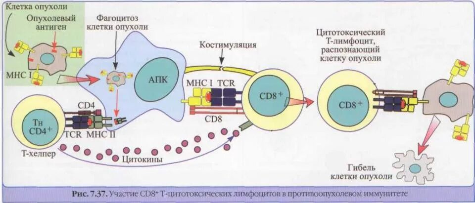 Цитотоксический иммунный ответ. Иммунология опухолей противоопухолевый иммунитет. Клеточные механизмы противоопухолевого иммунитета. Т лимфоциты механизм. Стадии противоопухолевого иммунитета.