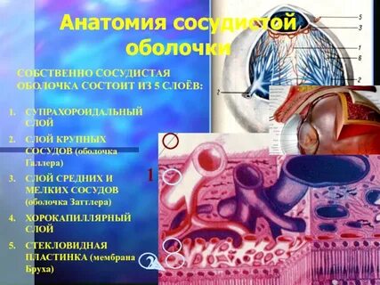 Сосудистая оболочка выполняет функцию