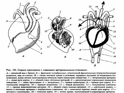 Черепаха сколько камер в сердце