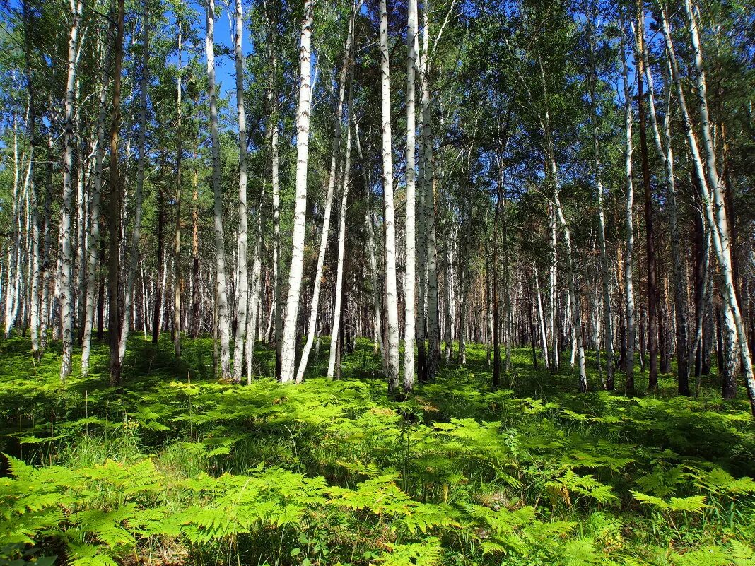 Хвойный лес Ивановская область. Молодой лес. Молодняк леса это. Фролищенские леса.