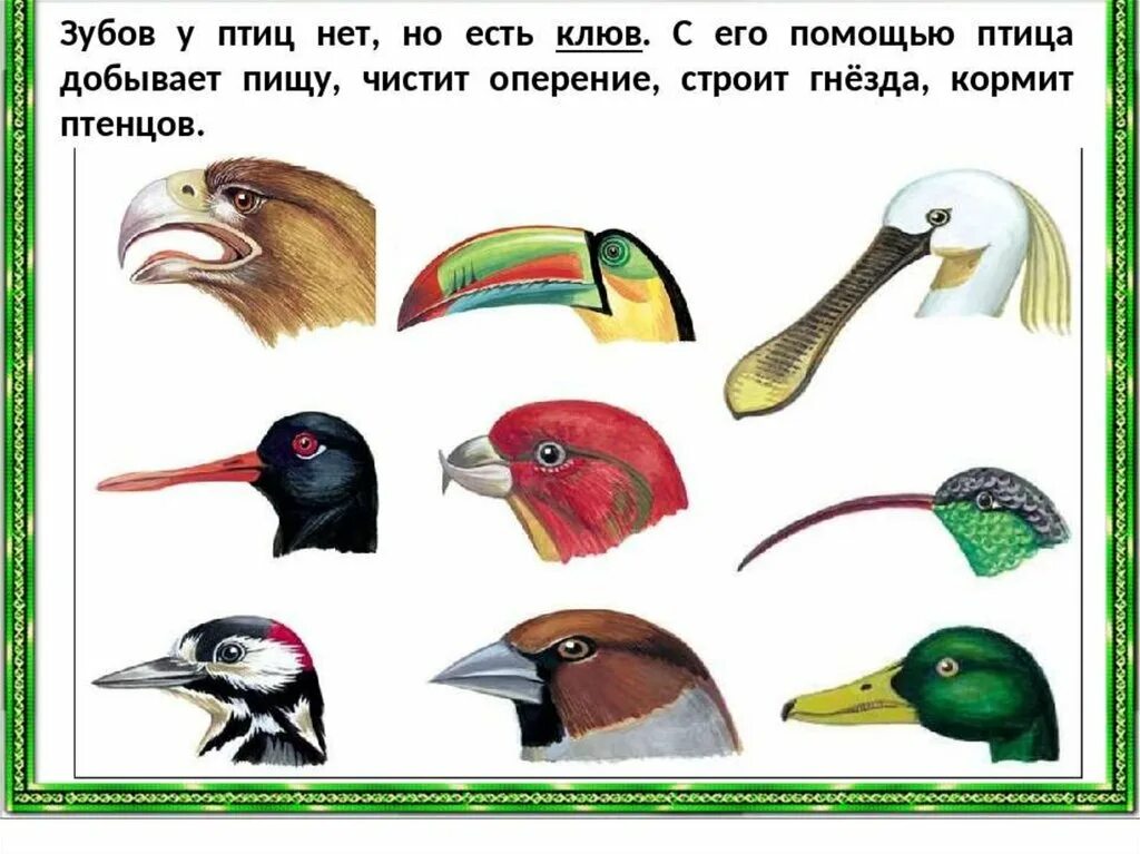 Клюв тукана строение. «подбери птице клюв и ноги». Найди клюв птицы. Клювы воробьинообразных птиц. Различные клювы у птиц.