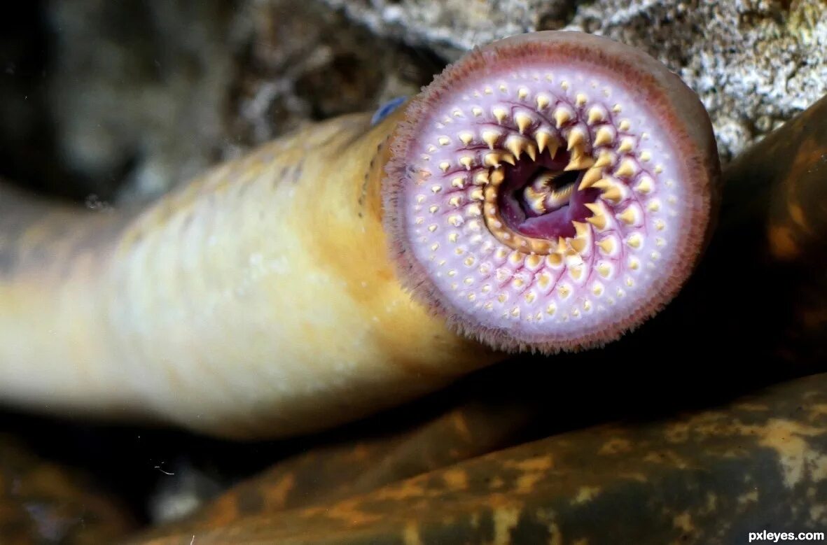 Морская минога (petromyzon marinus). Зубы червяков. Зубы червяков. Минога рыба речная. Тихоокеанская трехзубая минога.