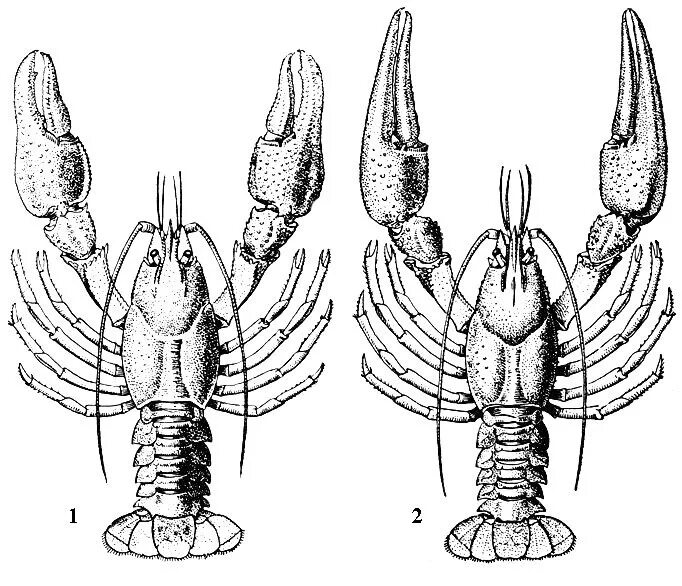 Строение речного рака рисунок. Astacus SP. Строение. Членистоногие ракообразные широкопалый. Головогрудь у Омара. Личинки ракообразных схема.