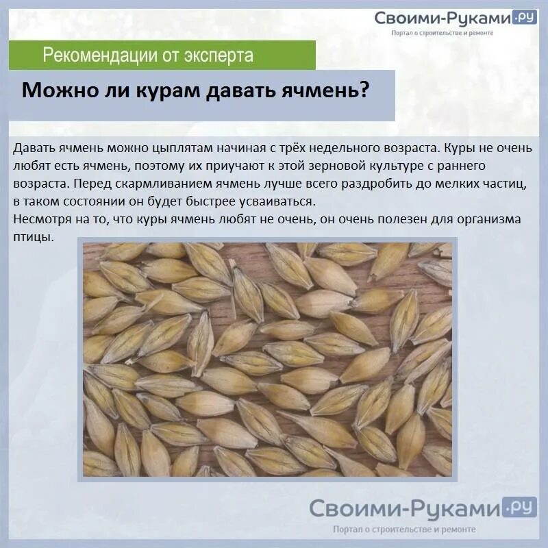 Какие крупы можно давать несушкам