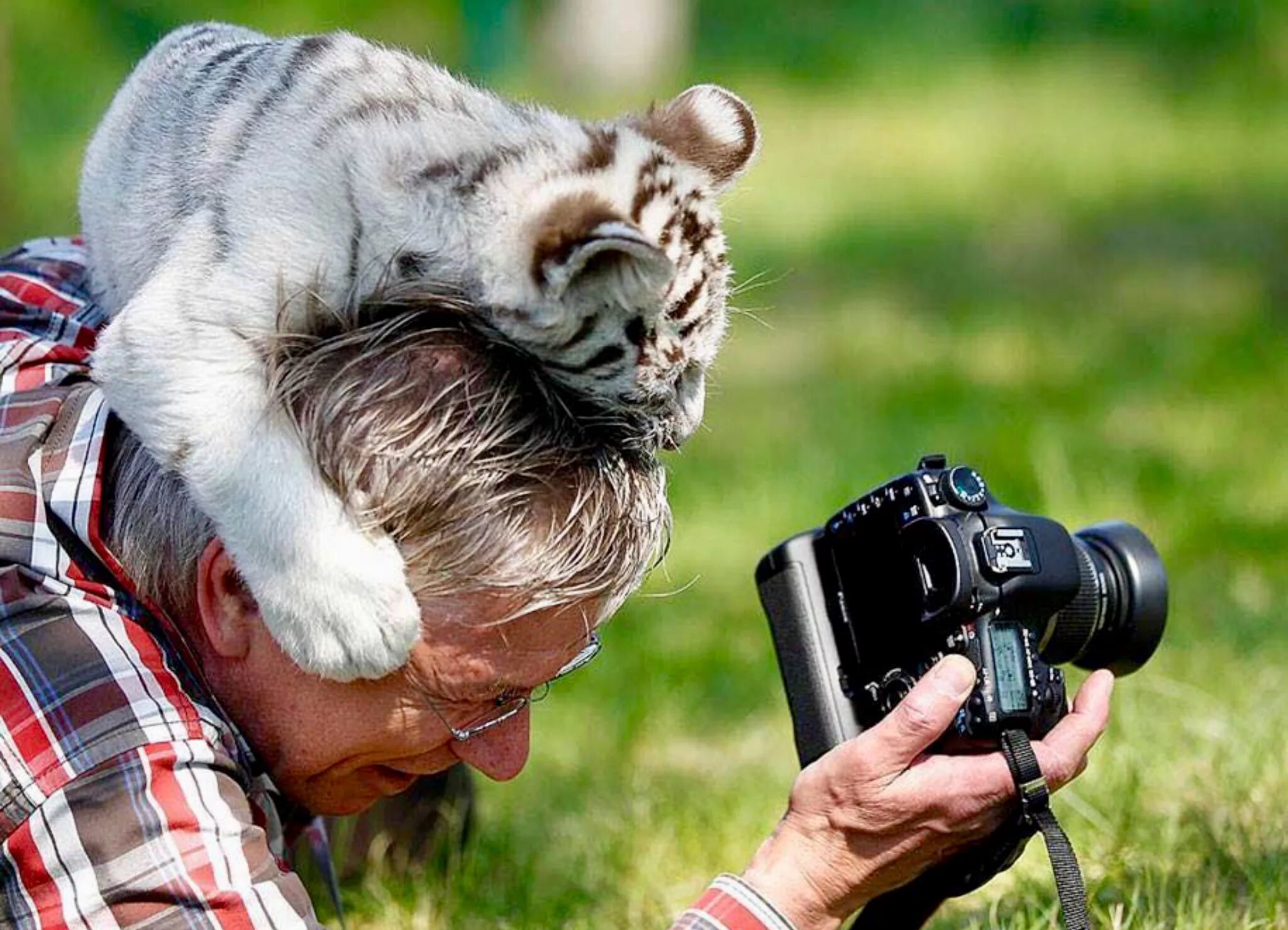 Наблюдая за жизнью животных. Вилдлайф фотографер. День фотографа. Съемка животных. С днём фотографа открытки.