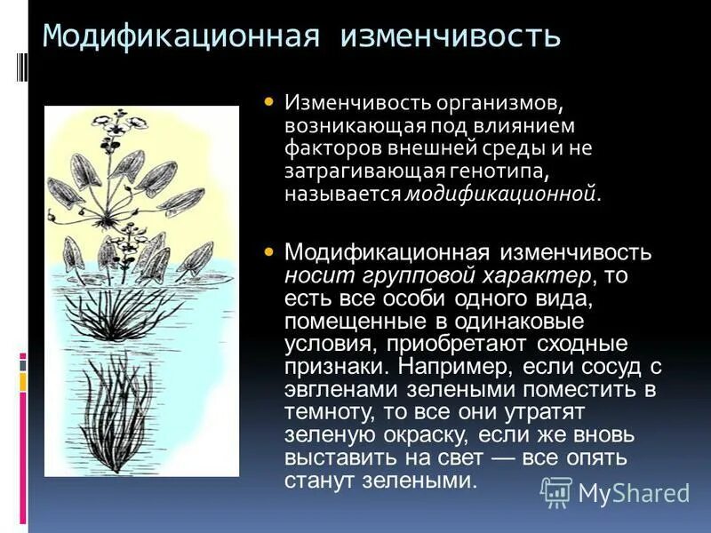 Модификационная изменчивость. Можикафиционнач изменчивость.. Модифиционный изменчивость. Модификационнаяизмпнчивость. Примеры модификационных изменений