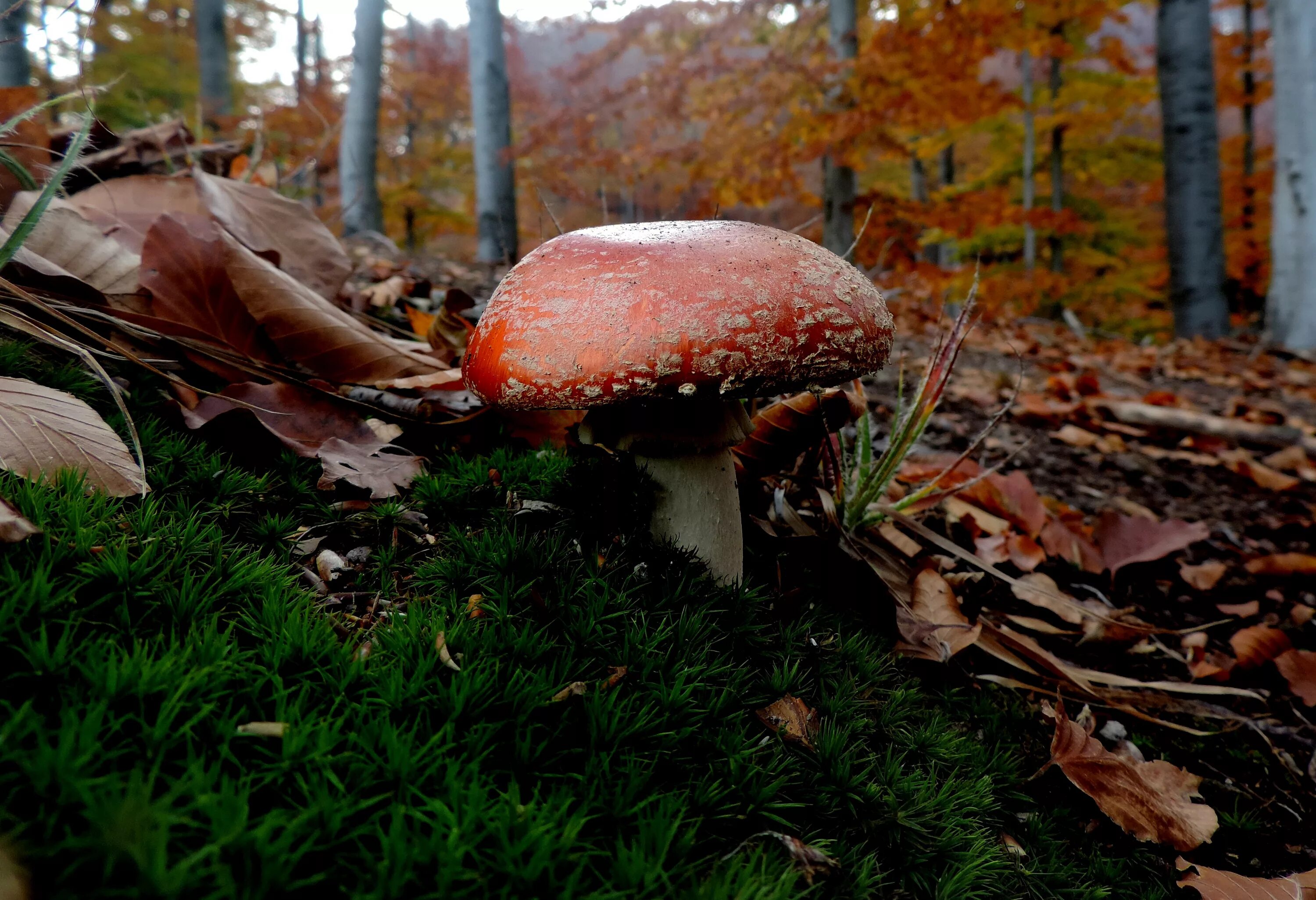 Карагодники грибы. Шлычки грибы. Осенние грибы. Грибы поздней осени. Белый гриб в природе