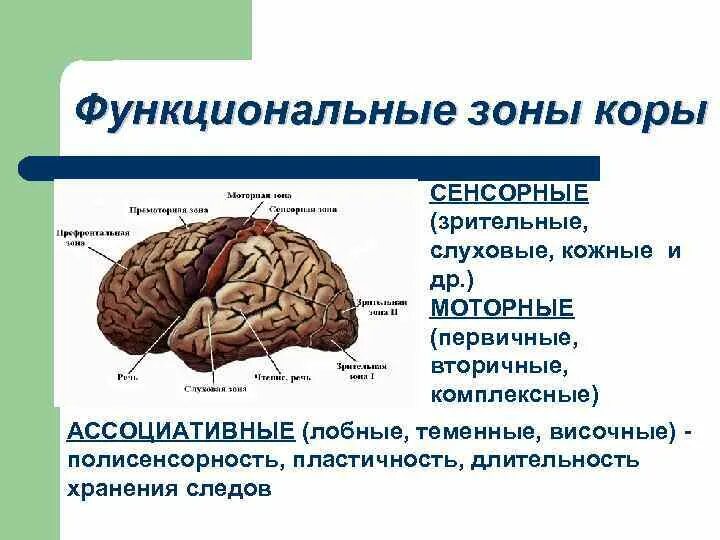 Сенсорные ассоциативные и моторные зоны коры. Зоны коры головного мозга сенсорная моторная ассоциативная. Сенсорная зона коры головного мозга функции.