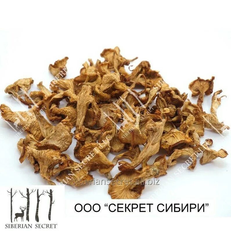 Температура сушки лисичек