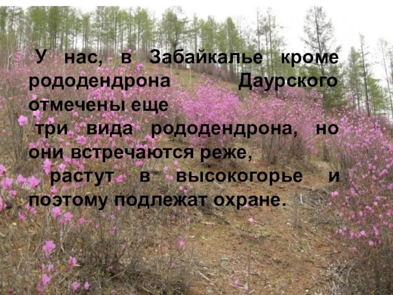 Где то на сопках багульник цветет текст. Ноты багульник кучин. Где то на сопках багульник цветет текст. Где-то багульник ноты. Багульник на сопках цветет фото.
