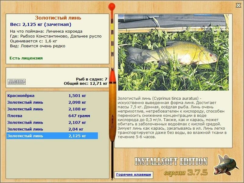 Линь золотистый реальная. Русская рыбалка Линь золотистый. Линь золотистый реальная рыбалка. Линь золотистый на что ловить. Линь золотистый на что клюет.