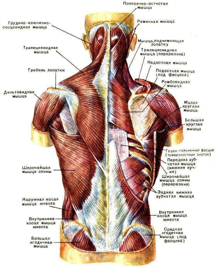Мышцы спины 2 слой анатомия человека. Мышцы спины послойное расположение.