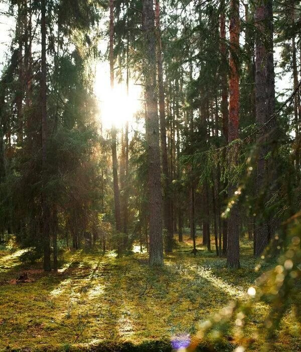 Заповедный лес под усиленной охраной. Парк Заповедный лес Коприно. Заповедный лес Ярославское Взморье. Эко тропа Заповедный лес. Эко-тропа «Заповедный лес» Коприно.