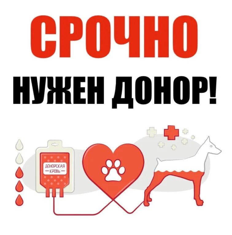 Срочно нужен донор. Срочно нужны доноры крови. Срочно нужен донор щенку. Срочно нужен донор собаке.