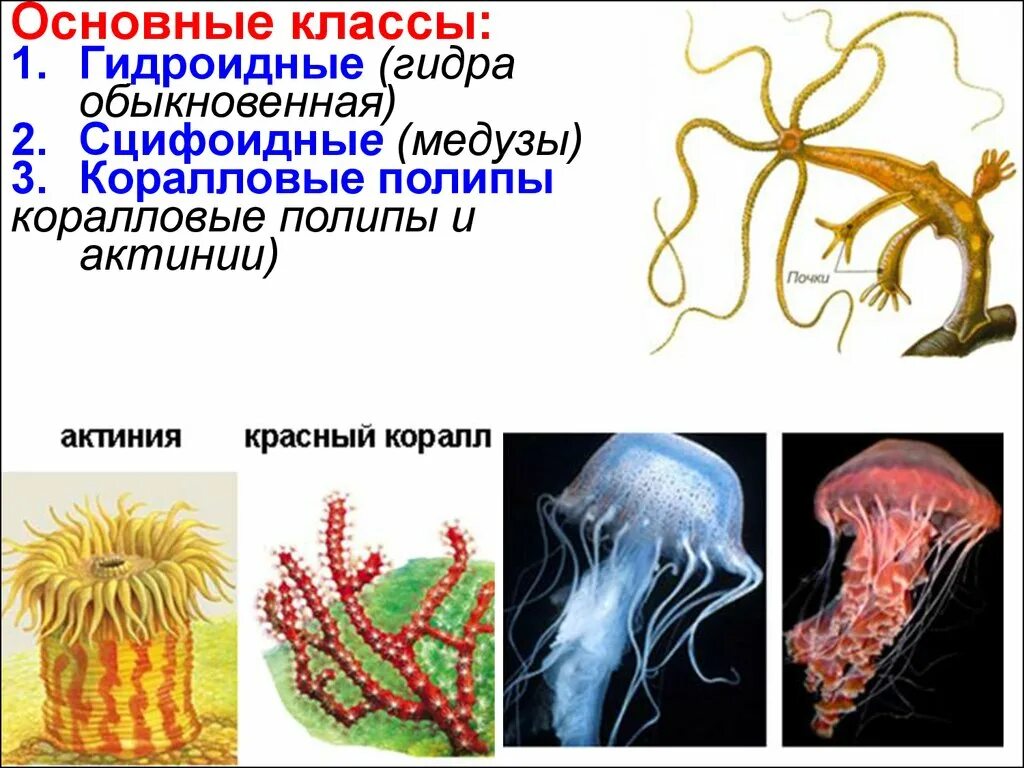 3 признака кишечнополостных. Гидроидные медузы представители. Биология 7 класс медузы. Гидроидные. Гидроидные медузы представители класса. Класс Гидроидные класс коралловые полипы класс Сцифоидные.