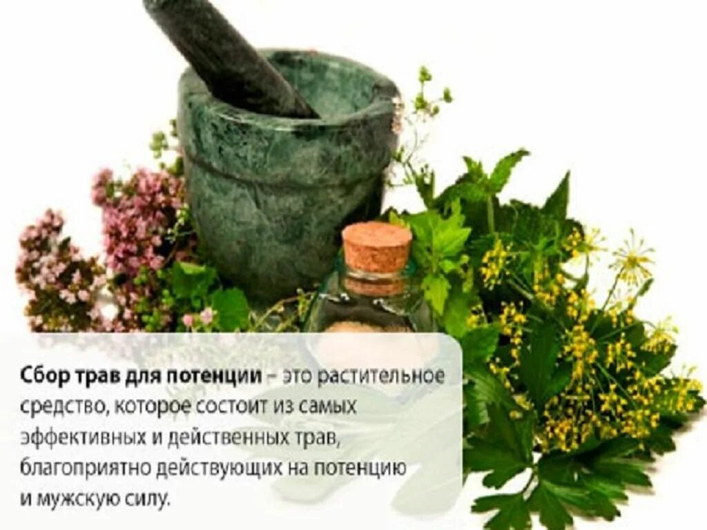 Что пить чтобы стоял