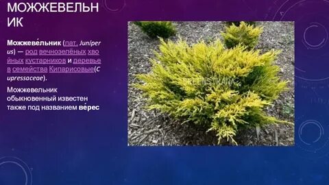 Род вечнозеленых