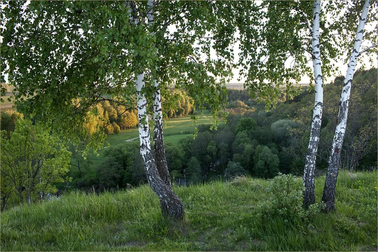 Береза на пригорке. Березы на Холме. Береза в горах. Одинокая береза.