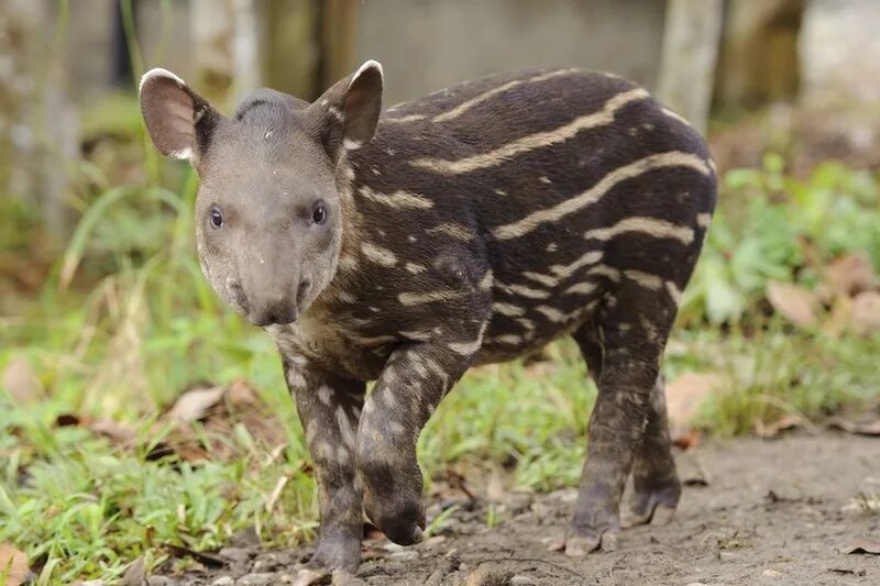 малайский чепрачный тапир. центральноамериканский тапир (tapirus bairdii). зверь тапир. тапировые непарнокопытные. зверь с хоботом.