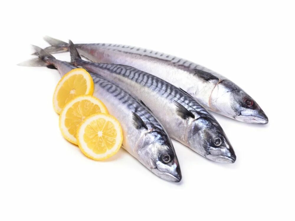 Mackerel перевод