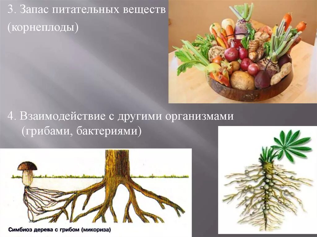 Корневой запас. Запас питательных веществ. Запасание питательных веществ у корнеплодов. Запас питательных веществ в корнях. Запас питательных веществ у растений.