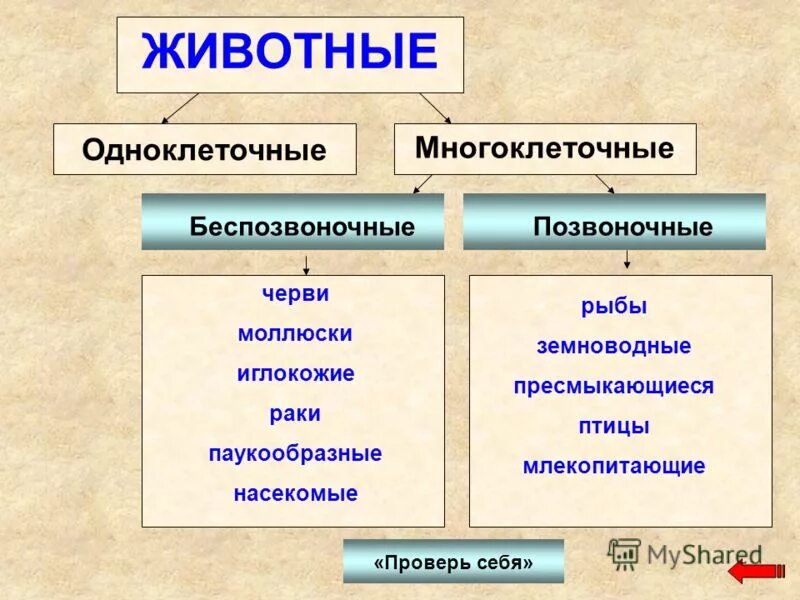 Группы многоклеточных животных. Многоклеточные животные. одноклеточные и многоклеточные животные. odnokletochnye i mnogokletochnye jivotnye. разнообразие многоклеточных животных.