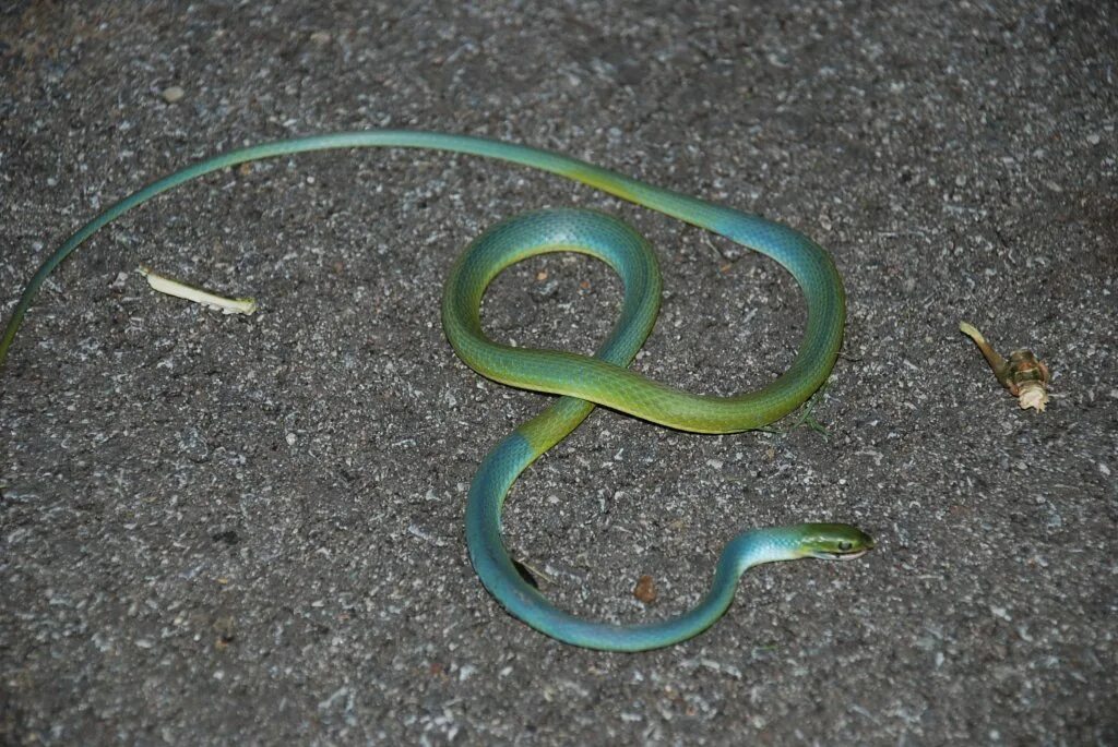 Кровь у змей. Блу змейка. Оливковый цвет змеи. Самый подходящий цвет к змеи. Green Snake of Death.