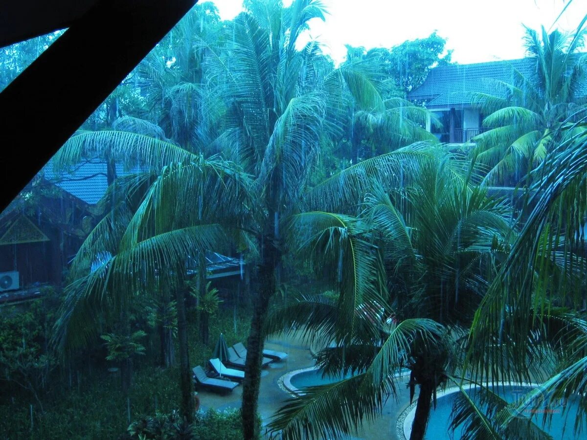 Тропический дождь. Тропический ливень. Дождь в тропическом лесу. Тропический ливень в тропиках.