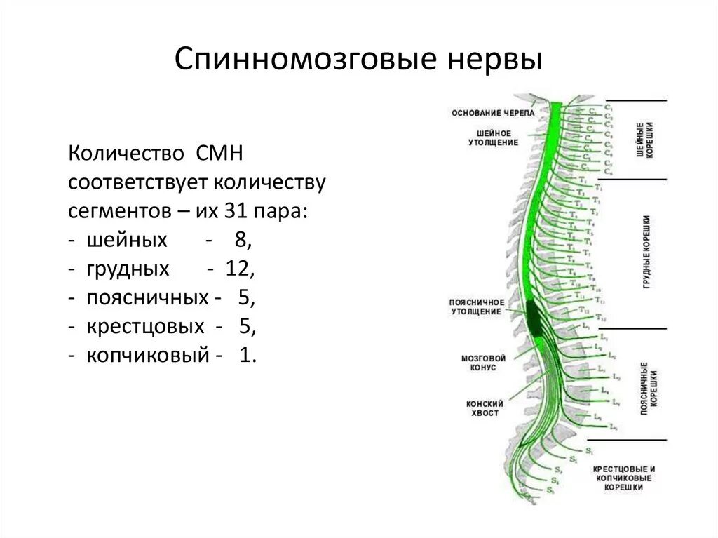 Ветви спинномозговых нервов иннервирующие. Сплетения спинномозговых нервов схема. Функции сплетений спинномозговых нервов. Спинной мозг анатомия спинномозговых нервов. Сегменты спинного мозга шейного сплетения.