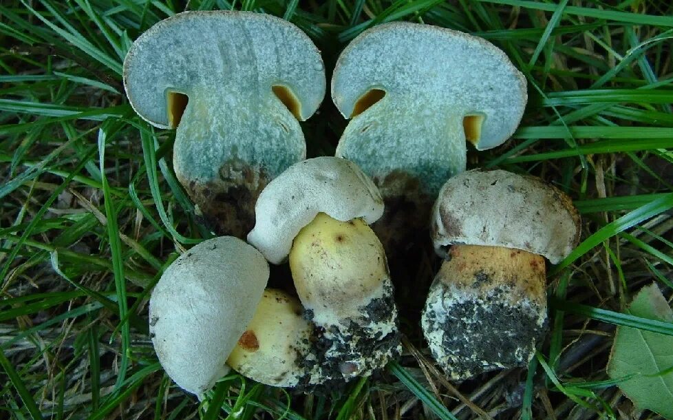 Боровик укореняющийся (Boletus radicans). Caloboletus radicans. Грибы Южной Америки. Белый гриб синеет. Какой гриб пьют