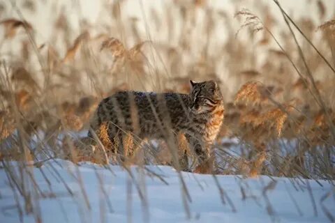 Амурский красный кот