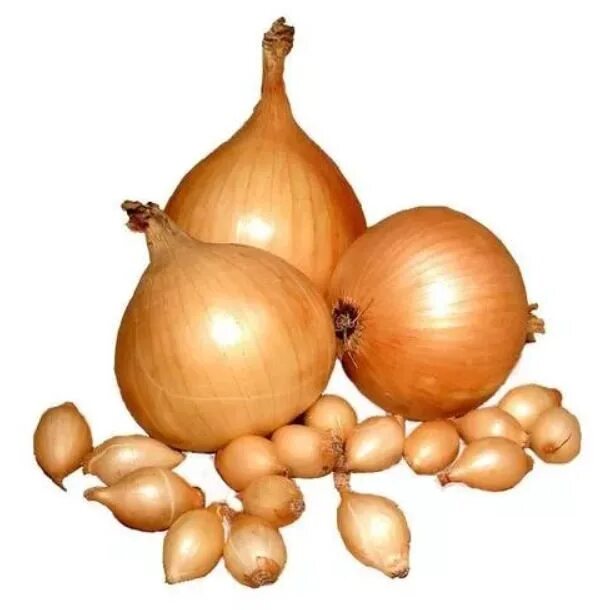 Three Onion Mice In the night the three onions put their h. Flickr