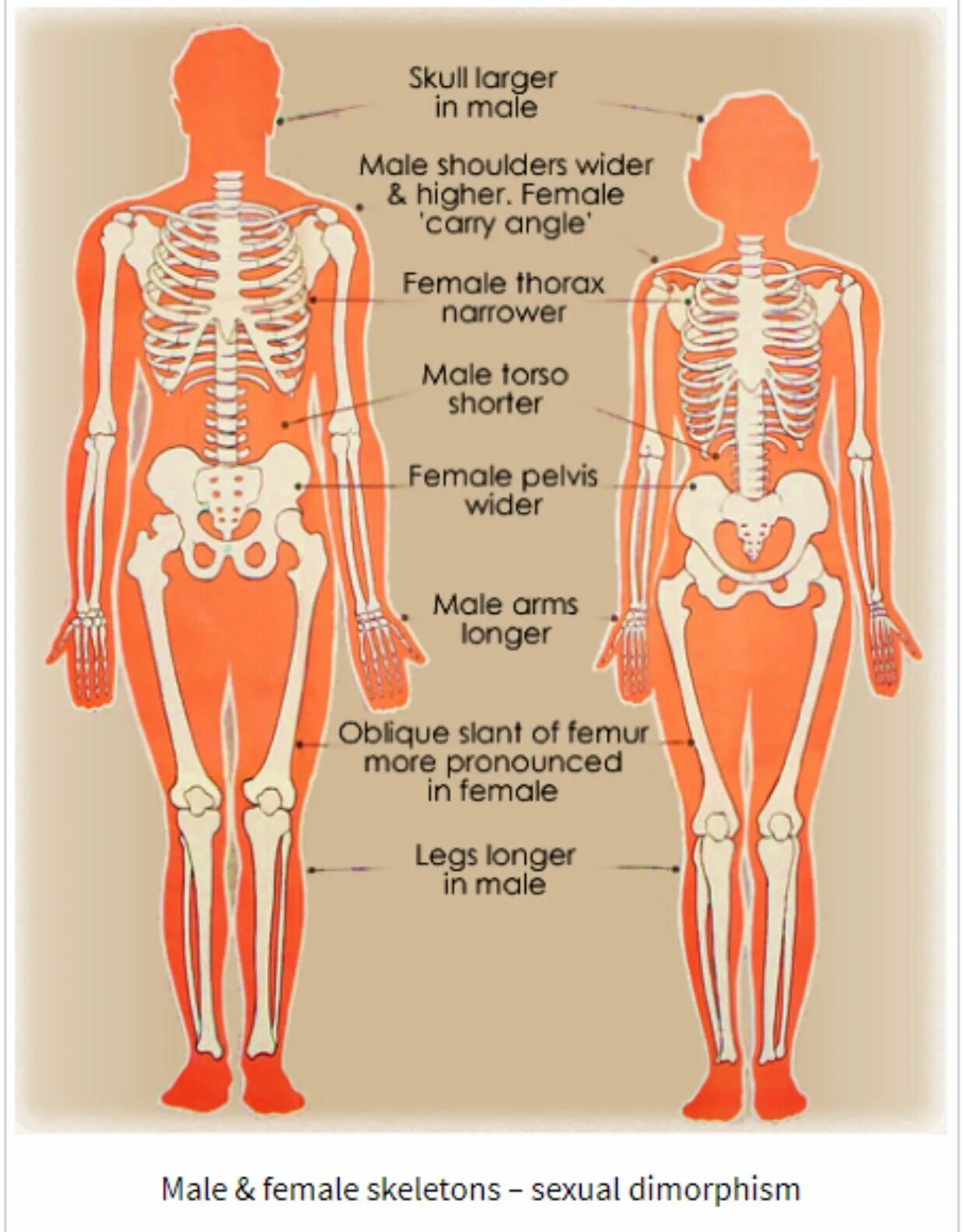 Анатомия скелета мужчины и женщины. Анатомия человека мужчины и женщины. Скелет мужчины и женщины отличия. Мужской и женский скелет разница. Мужской и женский скелет