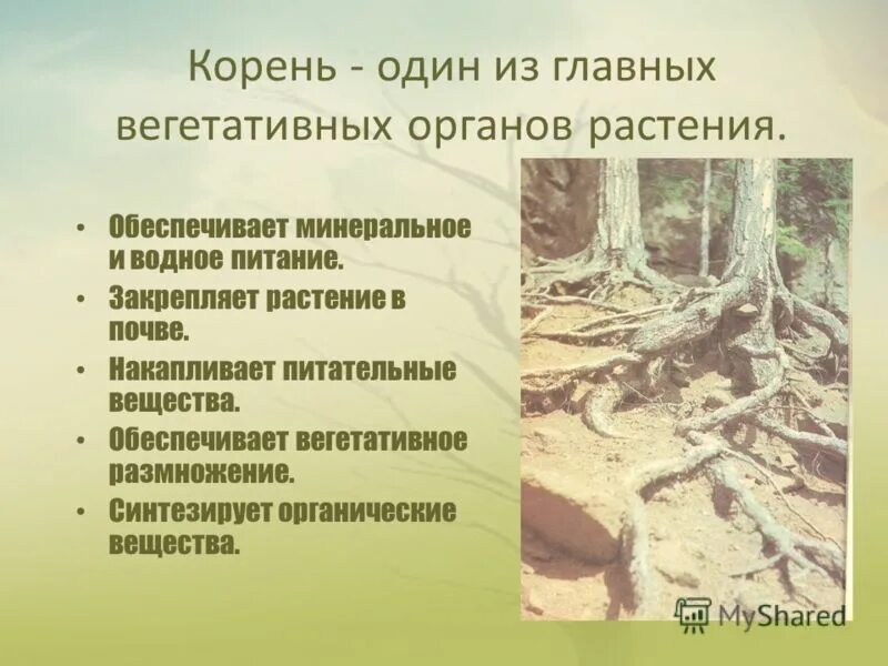 Запасные вещества в корнеплоде моркови откладываются в. Корень накапливает питательные вещества. Корень функции корня. Типы корневой системы растений таблица. Корни растений.