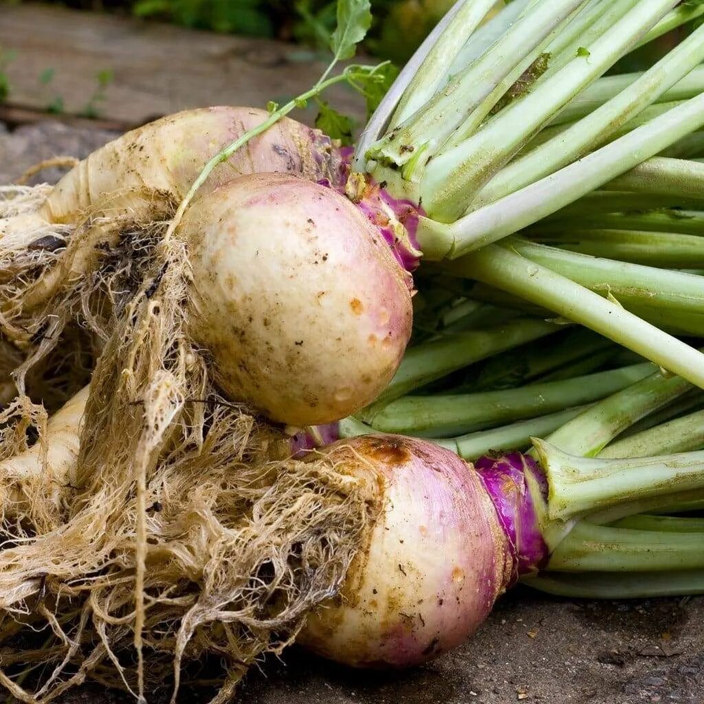 Брюква турнепс. Турнепс брюква. Брюква (Brassica napus). Турнепс плод.