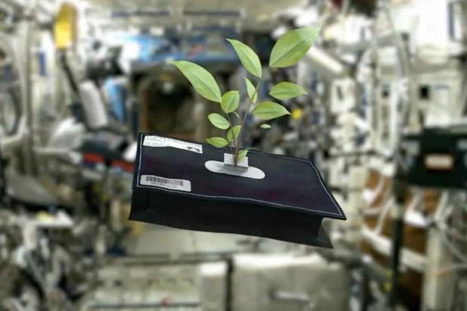 Plants in Space. Оранжерея Veggie МКС. Выращивание в космосе. Растения в космосе презентация. Space plants