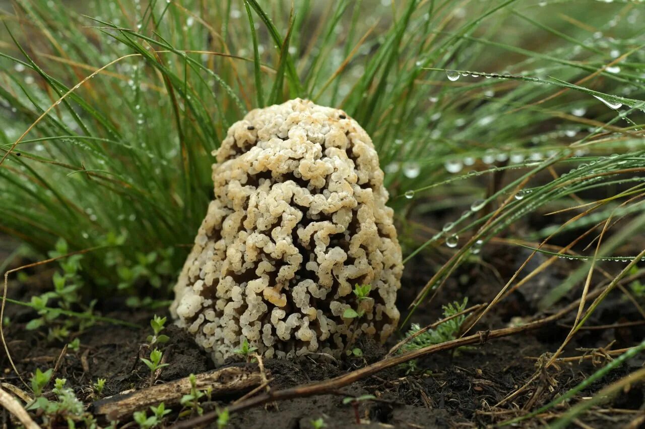 Сморчок степной. Степной сморчок Morchella steppicola. Сморчок полевой. Степные сморчки в Ростовской. Сморчки грибы Ростовской области.