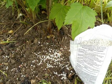 Подкормка вишни осенью удобрениями на зиму
