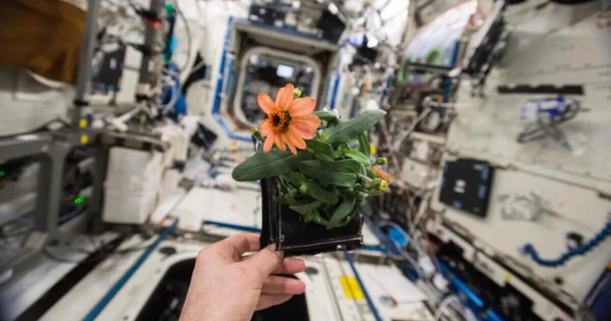 ковалёнок а. станция салют 7. вдовиченков салют 7. первый цветок распустившийся на станции салют 7. с.