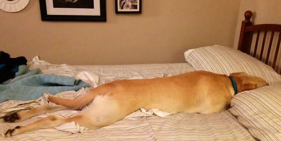 Почему собаки спят на кровати. Кровать для собаки.