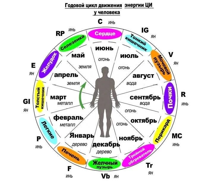 Лунно солнечный календарь древнего китая. Животные китайского календаря. Годы китайского календаря. 8 ключевых точек годового цикла. Астрологические циклы в жизни человека таблица.