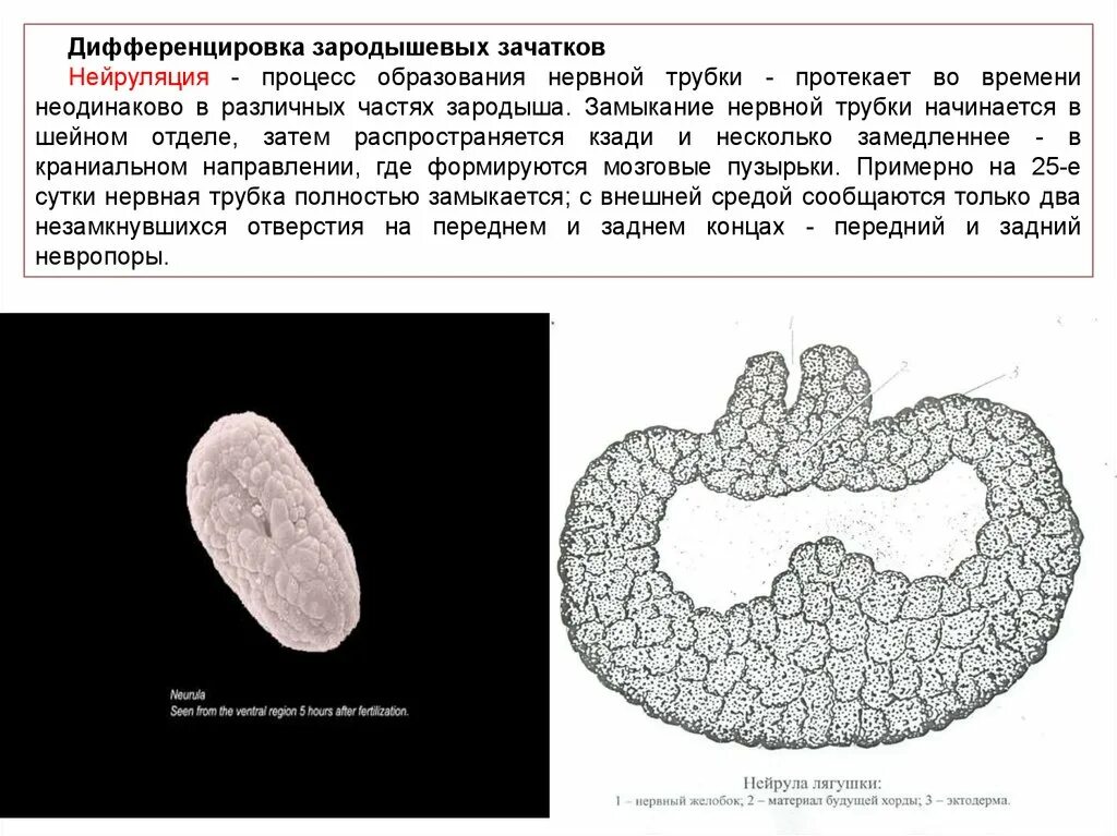 Содержит нервную трубку в эмбрионе зародыша