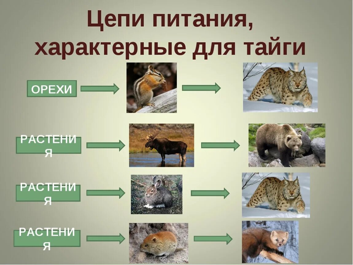 Составить цепи питания тайги. Цепь питания тайги 4. Цепь питания в тайге. Цепь питания в тайге 4 класс окружающий мир. Схема цепи питания тайги 4 класс.