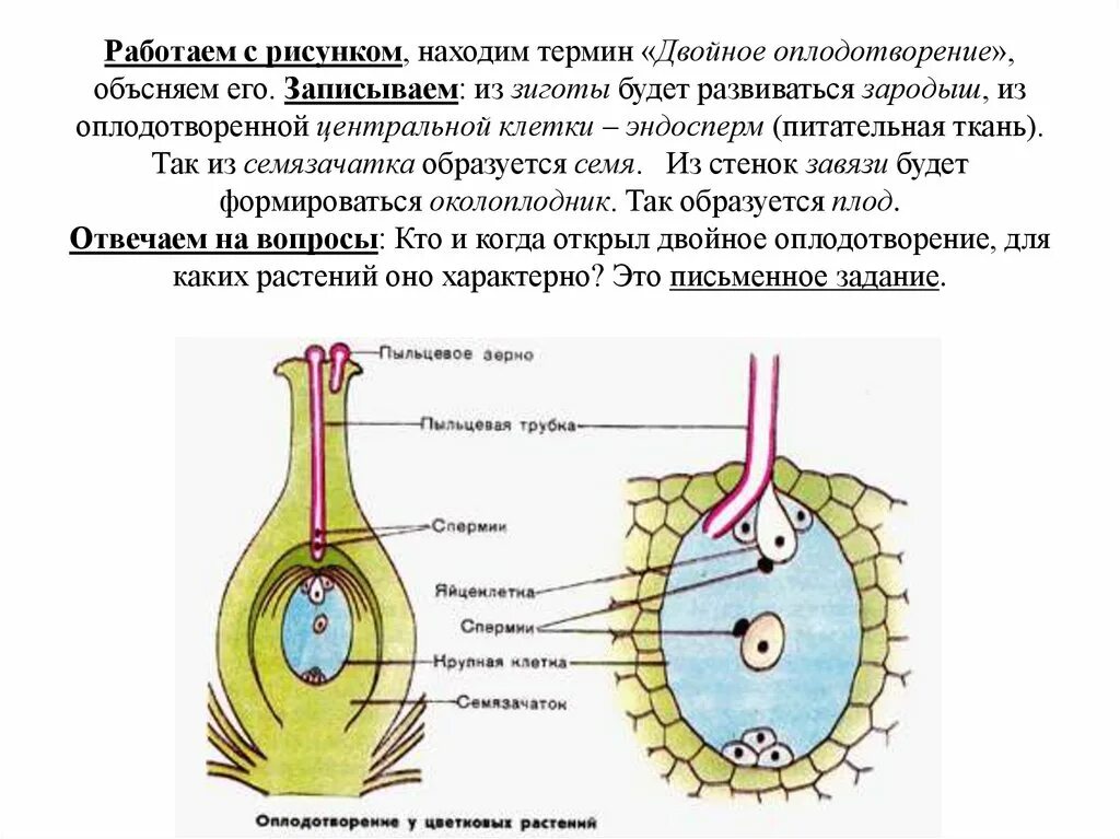 Двойное оплодотворение зигота. Размножение покрытосеменных двойное оплодотворение. Двойное оплодотворение Центральная клетка. Двойное оплодотворение семязачатка.